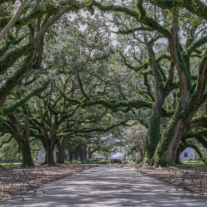 Oak Alley Plantation, Road Trip the USA by Camille Massida Photography